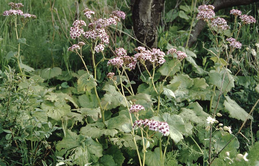 Senecio papyraceus \ Papier-Cinerarie, La Palma Puntagorda 17.3.1996