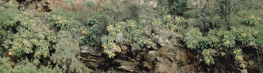 Sonchus palmensis \ La-Palma-Gnsedistel / La Palma Sow-Thistle, La Palma Puntagorda 17.3.1996