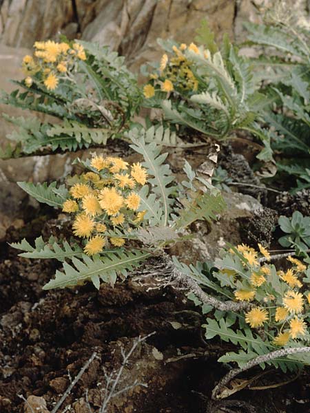 Sonchus palmensis / La Palma Sow-Thistle, La Palma Puntagorda 17.3.1996