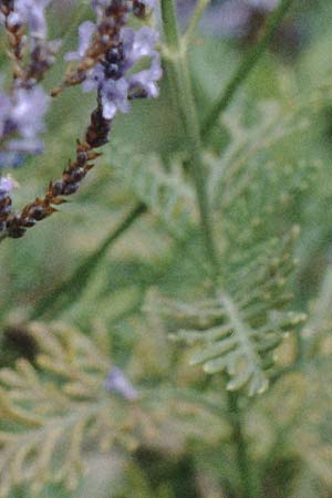 Lavandula canariensis \ Kanarischer Lavendel, La Palma Belmaco 16.3.1996