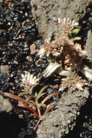 Polycarpaea smithii \ Smiths Vielfrucht, La Palma Roque Teneguia 19.3.1996