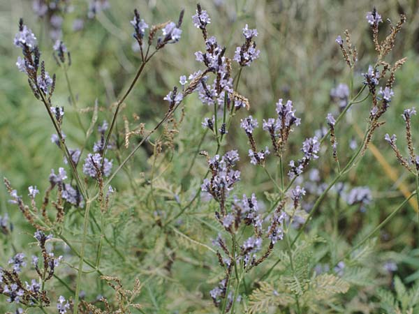 Lavandula canariensis \ Kanarischer Lavendel / Canarian Lavender, La Palma Belmaco 16.3.1996