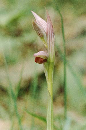 Serapias parviflora \ Kleinblütiger Zungenständel / Small Tongue Orchid, La Palma,  Casa del Monte 21.3.1996 