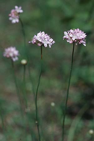 Armeria maritima subsp. elongata \ Sand-Grasnelke, PL Augustow 30.7.2005