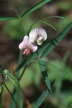 Lathyrus sylvestris / Narrow-Leaved Flat Pea, PL Augustow 30.7.2005