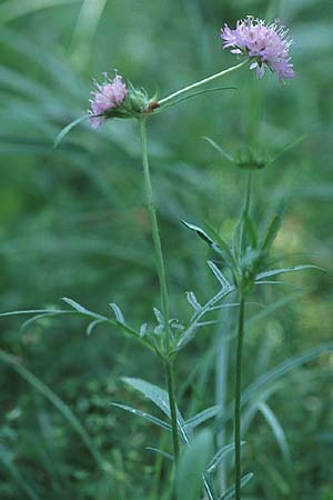 Knautia arvensis \ Acker-Witwenblume, PL Augustow 30.7.2005