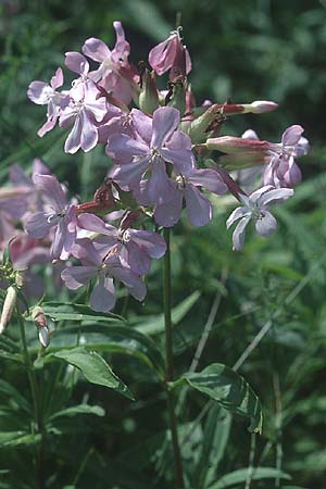 Saponaria officinalis / Soapwort, PL Augustow 30.7.2005