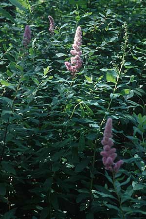 Spiraea salicifolia / Willowleaf Meadowsweet, Bridewort, PL Augustow 30.7.2005