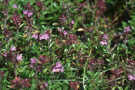 Thymus pulegioides ? \ Arznei-Thymian, Gemeiner Thymian, PL Augustow 30.7.2005