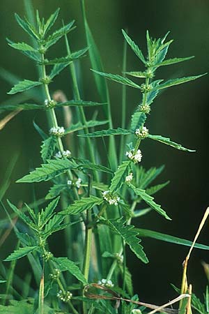 Lycopus europaeus \ Ufer-Wolfstrapp / Gipsywort, PL Augustow 30.7.2005