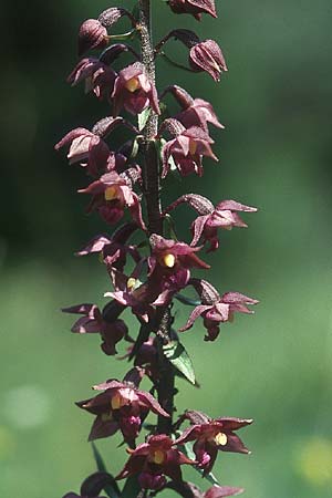 Epipactis atrorubens \ Braunrote Ständelwurz / Dark-red Helleborine, PL  Augustow 30.7.2005 