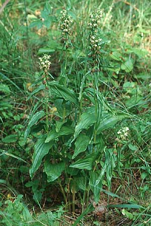 Epipactis helleborine / Broad-Leaved Helleborine, PL  Augustow 30.7.2005 