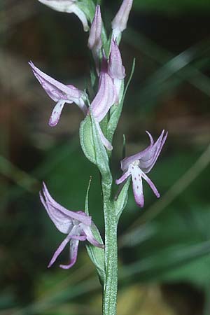 Neottianthe cucullata \ Kapuzenorchis / Pink Frog Orchid, PL  Augustow 30.7.2005 