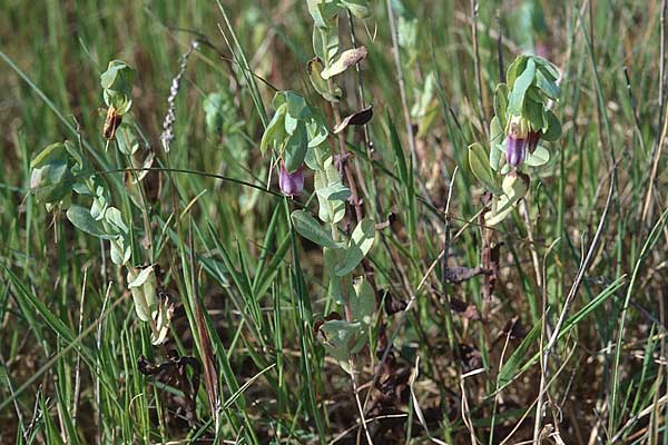 Cerinthe major \ Groe Wachsblume, P Lissabon 27.3.2002