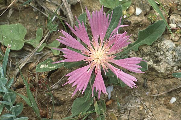 Centaurea pullata \ Brunliche Flockenblume / Purple Knapweed, P Coimbra 23.4.1988