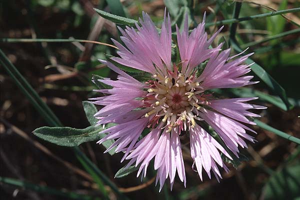Centaurea pullata \ Brunliche Flockenblume / Purple Knapweed, P Lissabon 27.3.2002