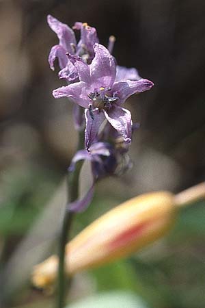 Hyacinthoides hispanica \ Spanisches Hasenglckchen / Spanish Bluebell, P Serra da Arrabida 27.3.2002