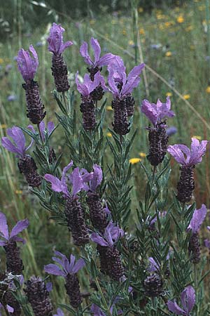 Lavandula stoechas \ Schopf-Lavendel, P Alentejo 26.4.1988