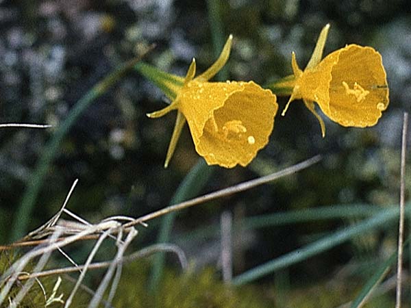 Narcissus bulbocodium \ Reifrock-Narzisse / Hoop Petticoat Daffodil, P Serra de Caramulo 22.4.1988