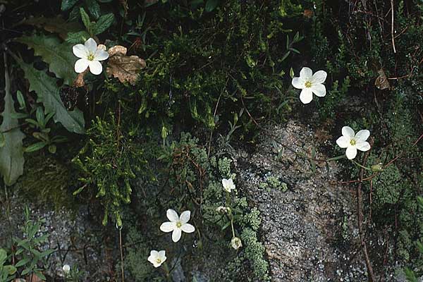 Sagina nodosa \ Knotiges Mastkraut, P Serra de Caramulo 22.4.1988