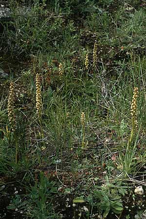 Aceras anthropophorum / Man Orchid, P  Coimbra 28.4.1988 