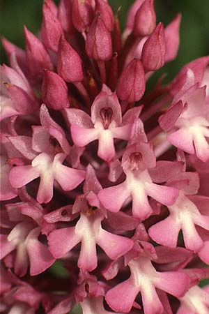 Anacamptis pyramidalis / Pyramidal Orchid, P  Figueira da Foz 28.4.1988 