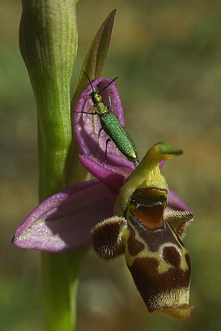 Ophrys beirana \ Beira-Ragwurz, P  Pombal 18.4.2023 (Photo: Helmut Presser)