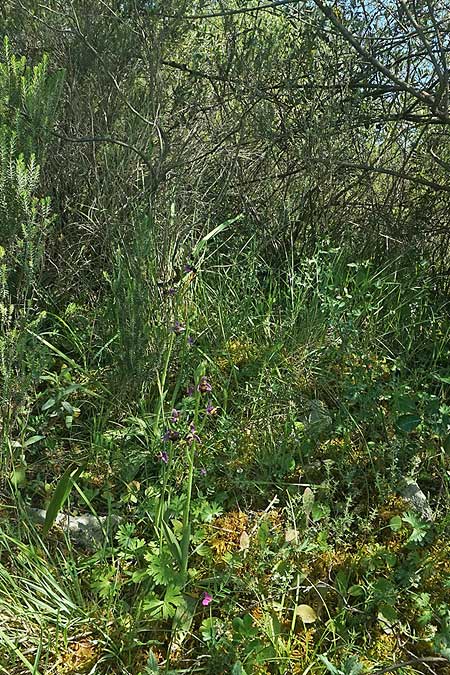 Ophrys beirana \ Beira-Ragwurz, P  Pombal 18.4.2023 (Photo: Helmut Presser)