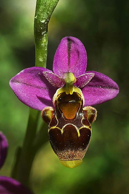 Ophrys beirana \ Beira-Ragwurz / Beira Bee Orchid, P  Pombal 18.4.2023 (Photo: Helmut Presser)