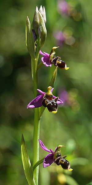 Ophrys beirana \ Beira-Ragwurz / Beira Bee Orchid, P  Pombal 18.4.2023 (Photo: Helmut Presser)