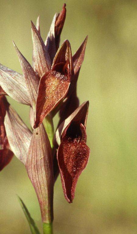 Serapias cordigera subsp. gentilii \ Gentils Zungenständel / Gentil's Serapias, P  Barranco Velho 17.4.1995 (Photo: Helmut Presser)