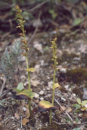 Gennaria diphylla \ Grünständel / Two-Leaved Gennaria, P  Serra da Arrabida 25.4.1988 