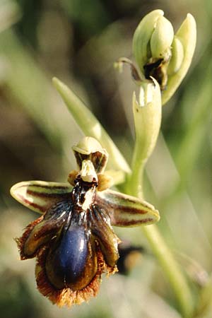 Ophrys vernixia \ Iberische Spiegel-Ragwurz / Iberian Mirror Orchid, P  Coimbra 28.4.1988 