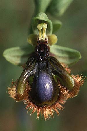 Ophrys vernixia \ Iberische Spiegel-Ragwurz / Iberian Mirror Orchid, P  Coimbra 28.4.1988 