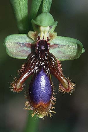 Ophrys vernixia \ Iberische Spiegel-Ragwurz / Iberian Mirror Orchid, P  Serra da Arrabida 27.3.2002 
