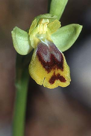 Ophrys quarteirae \ Quarteira-Ragwurz / Quarteira Ophrys, P  Algarve Paderne 26.3.2002 