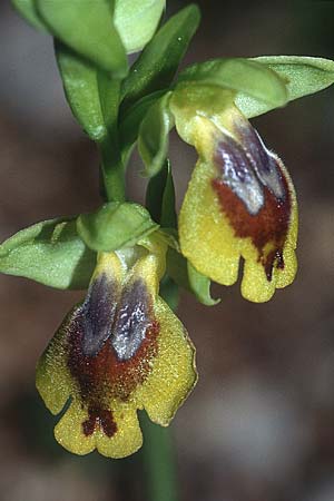 Ophrys quarteirae \ Quarteira-Ragwurz / Quarteira Ophrys, P  Algarve Paderne 26.3.2002 