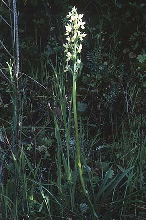 Dactylorhiza markusii \ Sizilianische Fingerwurz, Sizilianisches Knabenkraut, P  Duoro - Tal 20.4.1988 