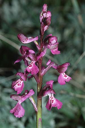 Anacamptis picta \ Französisches Salep-Knabenkraut / French Green-Veined Orchid, P  Algarve 26.3.2002 