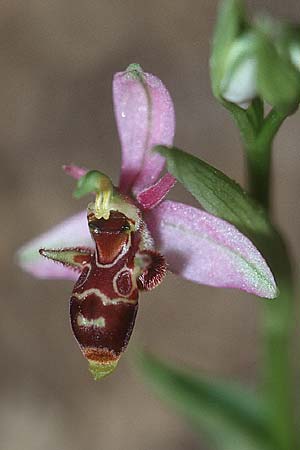 Ophrys sphegifera \ Tunesische Ragwurz, P  Algarve Paderne 26.3.2002 