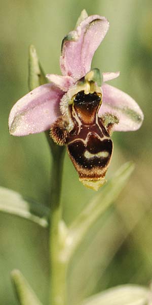 Ophrys scolopax \ Schnepfen-Ragwurz / Woodcock Orchid, P  Figueira-de-Foz 22.4.1988 