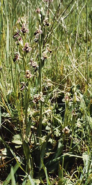Ophrys scolopax \ Schnepfen-Ragwurz / Woodcock Orchid, P  Coimbra 28.4.1988 