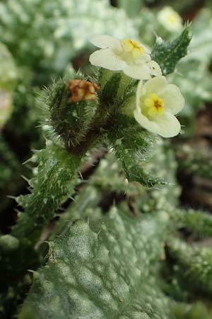 Lycopsis aegyptiaca \ Gelbe Ochsenzunge, Rhodos Tsambika 30.3.2019