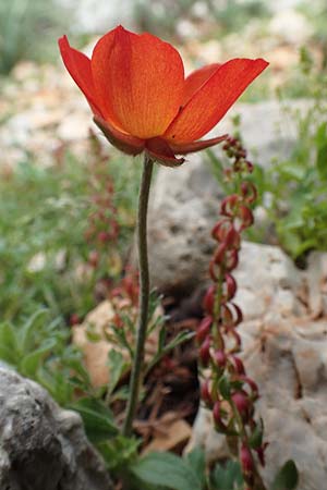 Ranunculus asiaticus var. sanguineus \ Asiatischer Hahnenfu / Persian Buttercup, Turban Buttercup, Rhodos Tsambika 30.3.2019