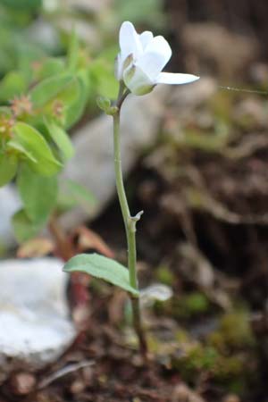 Arabis alpina subsp. caucasica \ Kaukasische Gnsekresse, Rhodos Profitis Ilias 2.4.2019