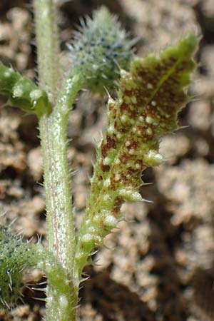 Lycopsis aegyptiaca \ Gelbe Ochsenzunge / Egyptian Alkanet, Eastern Anchusa, Rhodos Lindos 20.3.2023