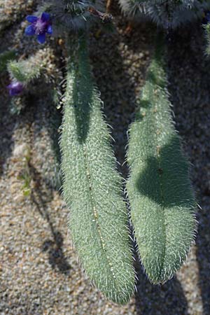 Anchusa azurea \ Italienische Ochsenzunge / Italian Bugloss, Rhodos Lindos 20.3.2023