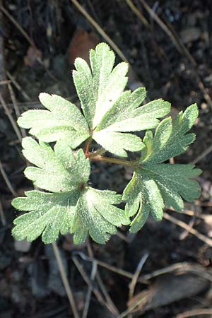 Anemone blanda \ Strahlen-Anemone / Mountain Windflower, Rhodos Profitis Ilias 25.3.2019
