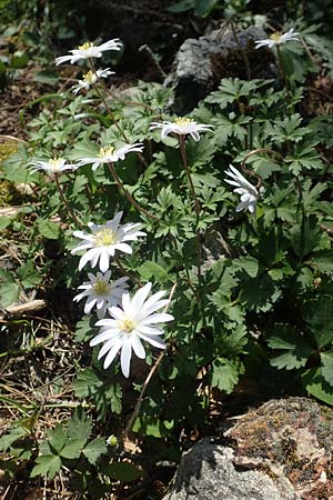 Anemone blanda \ Strahlen-Anemone / Mountain Windflower, Rhodos Profitis Ilias 2.4.2019
