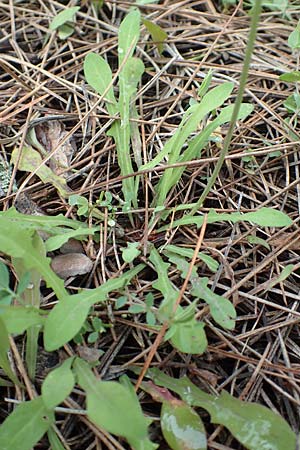 Aetheorhiza bulbosa subsp. microcephala \ Kleinfrchtiger Knollen-Pippau, Rhodos Laerma 4.4.2019